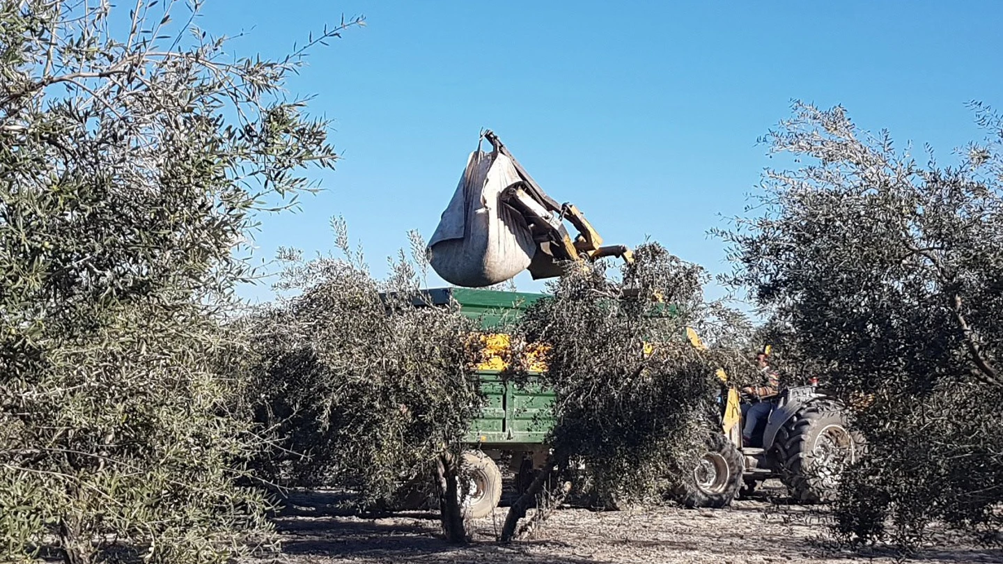 recogida aceituna recogida aceituna