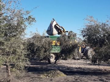 Trabajos de recogida de la aceituna en la localidad sevillana de Arahal (Archivo) Trabajos de recogida de la aceituna en la localidad sevillana de Arahal (Archivo)