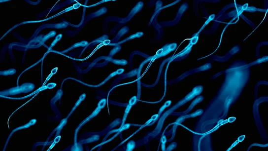 Espermatozoides Nova Life