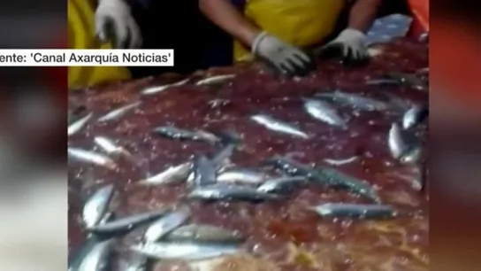 Medusas entre las capturas de pescadores de Málga Medusas entre las capturas de pescadores de Málga