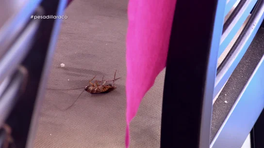 Una cucaracha en Pesadilla en la cocina: El Racó Maritim Una cucaracha en Pesadilla en la cocina: El Racó Maritim