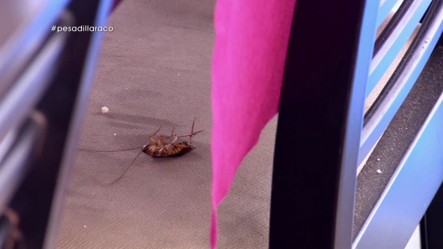 Una cucaracha en Pesadilla en la cocina: El Rac&oacute; Maritim