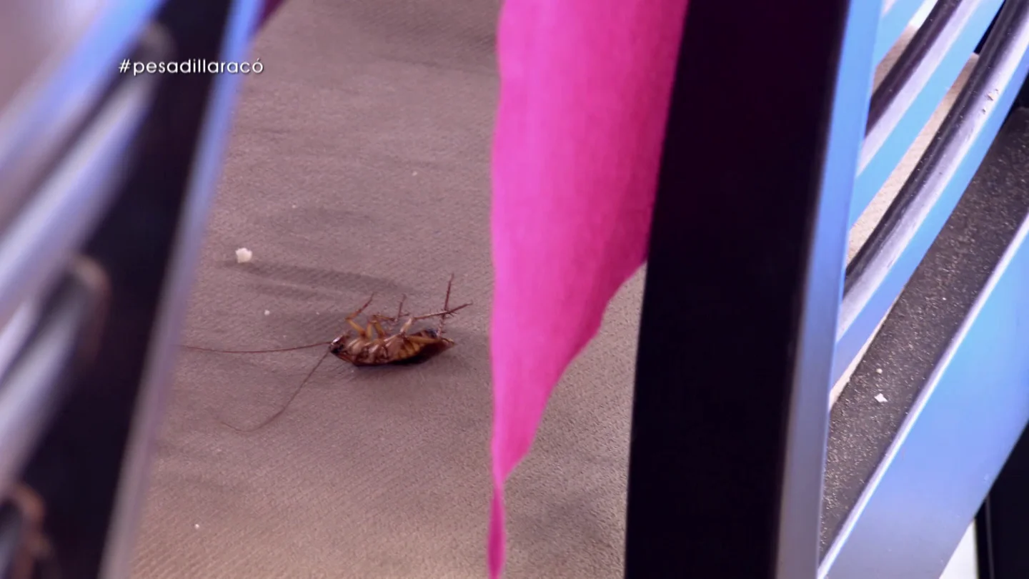 Una cucaracha en Pesadilla en la cocina: El Racó Maritim Una cucaracha en Pesadilla en la cocina: El Racó Maritim