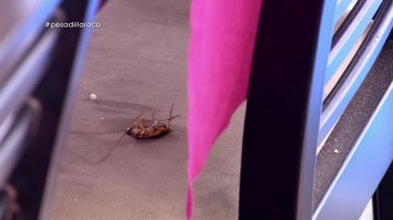 Una cucaracha en Pesadilla en la cocina: El Racó Maritim