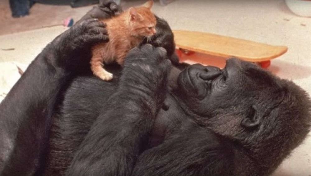 Koko, la gorila que aprendió lengua de signos