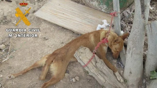 Uno de los perros que se encontraba en condiciones precarias en Granada Uno de los perros que se encontraba en condiciones precarias en Granada