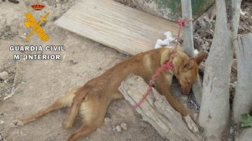 Uno de los perros que se encontraba en condiciones precarias en Granada