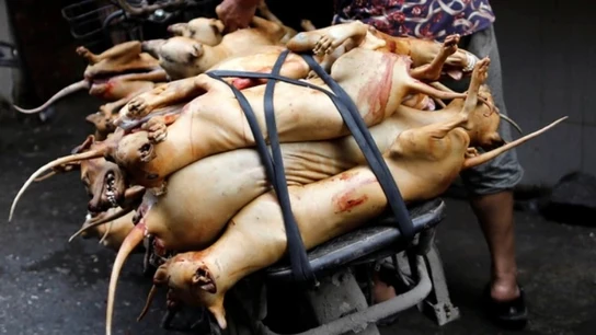 El festival del perro de Yulin El festival del perro de Yulin