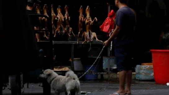 El festival del perro de Yulin El festival del perro de Yulin