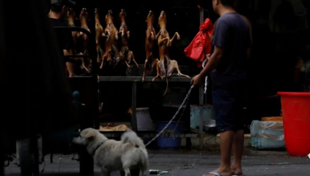 El festival del perro de Yulin