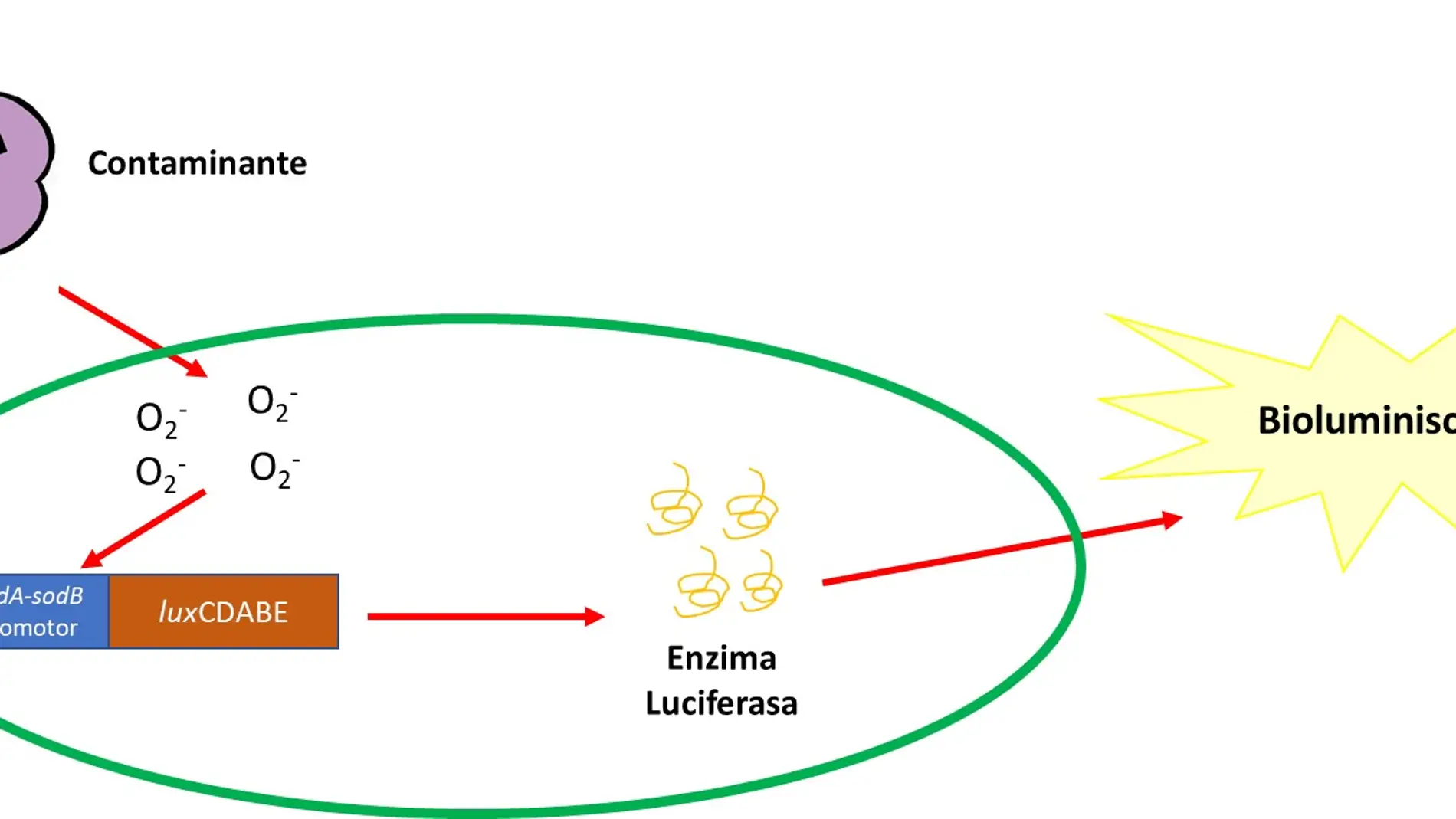 Esquema