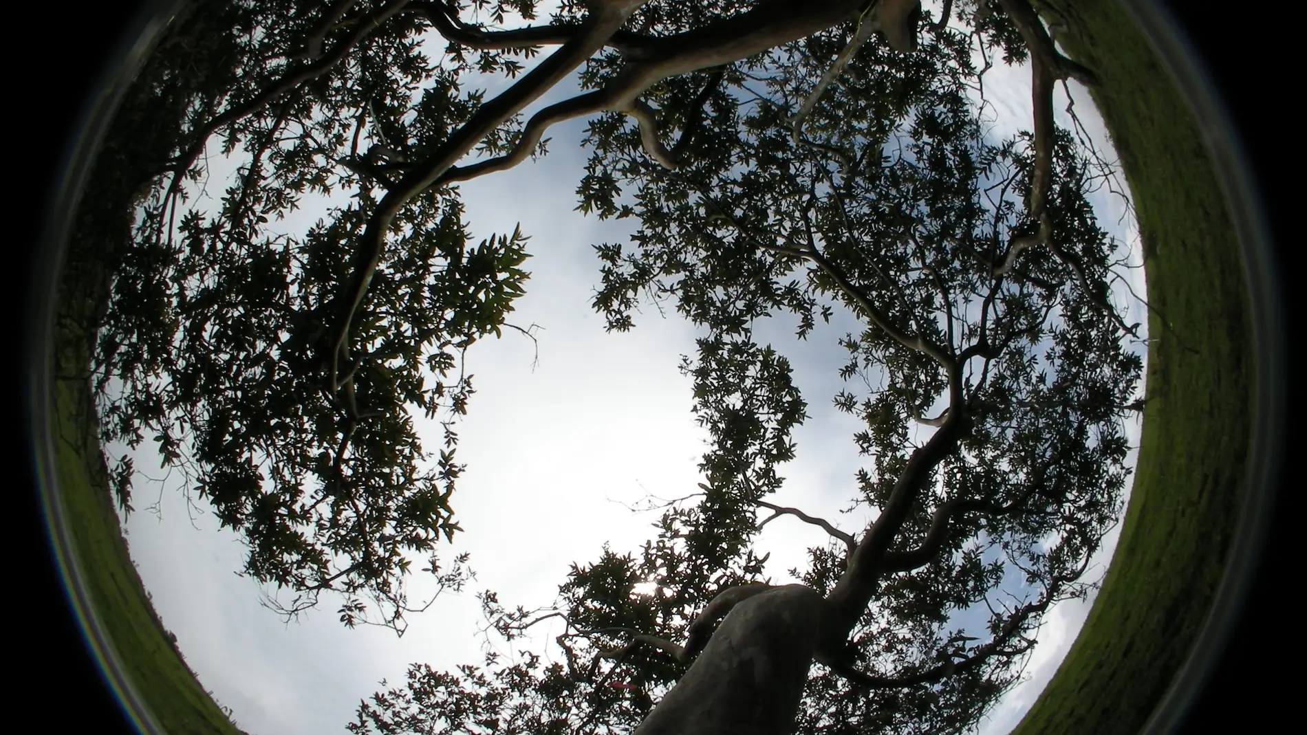 Asi es la estrategia de los arboles tropicales para capturar luz