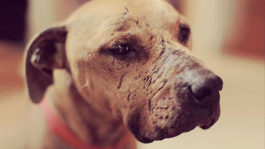 Imagen de archivo de un perro en adopci&oacute;n