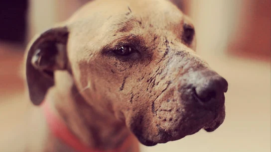 Imagen de archivo de un perro en adopción Imagen de archivo de un perro en adopción