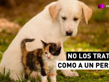 Año 2017: otros 104.000 perros y 33.000 gatos abandonados en España Año 2017: otros 104.000 perros y 33.000 gatos abandonados en España