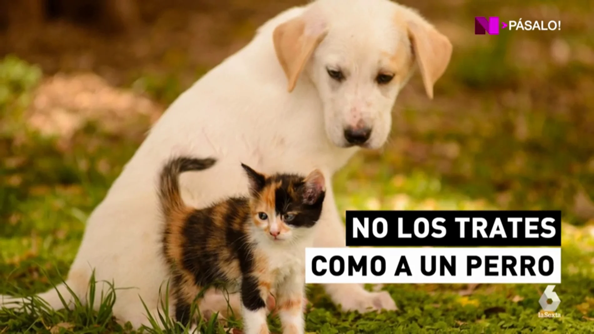 Año 2017: otros 104.000 perros y 33.000 gatos abandonados en España