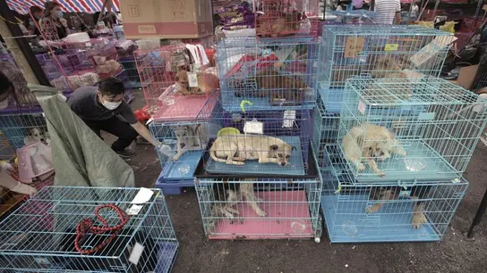 Perros enjaulados en el festival de Yulin Perros enjaulados en el festival de Yulin