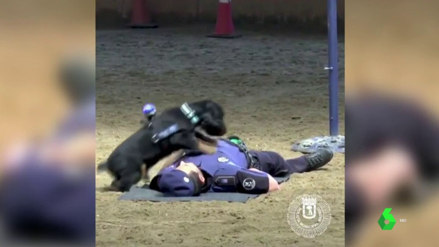Un perro polic&iacute;a, preparado para realizar la maniobra de reanimaci&oacute;n cardiopulmonar