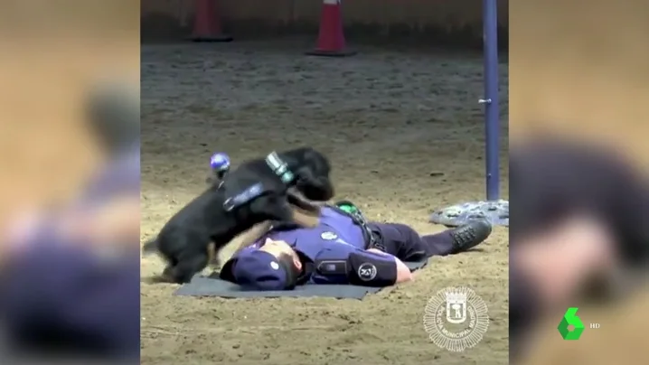 Un perro policía, preparado para realizar la maniobra de reanimación cardiopulmonar