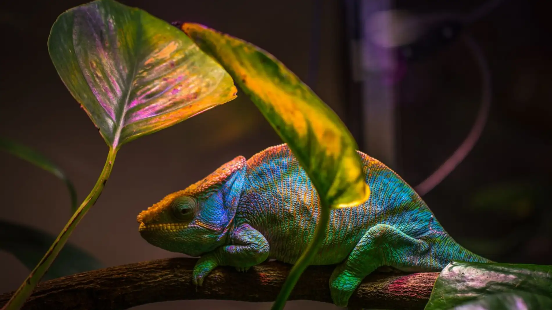 El camaleon inspira un nuevo nanolaser que cambia de color