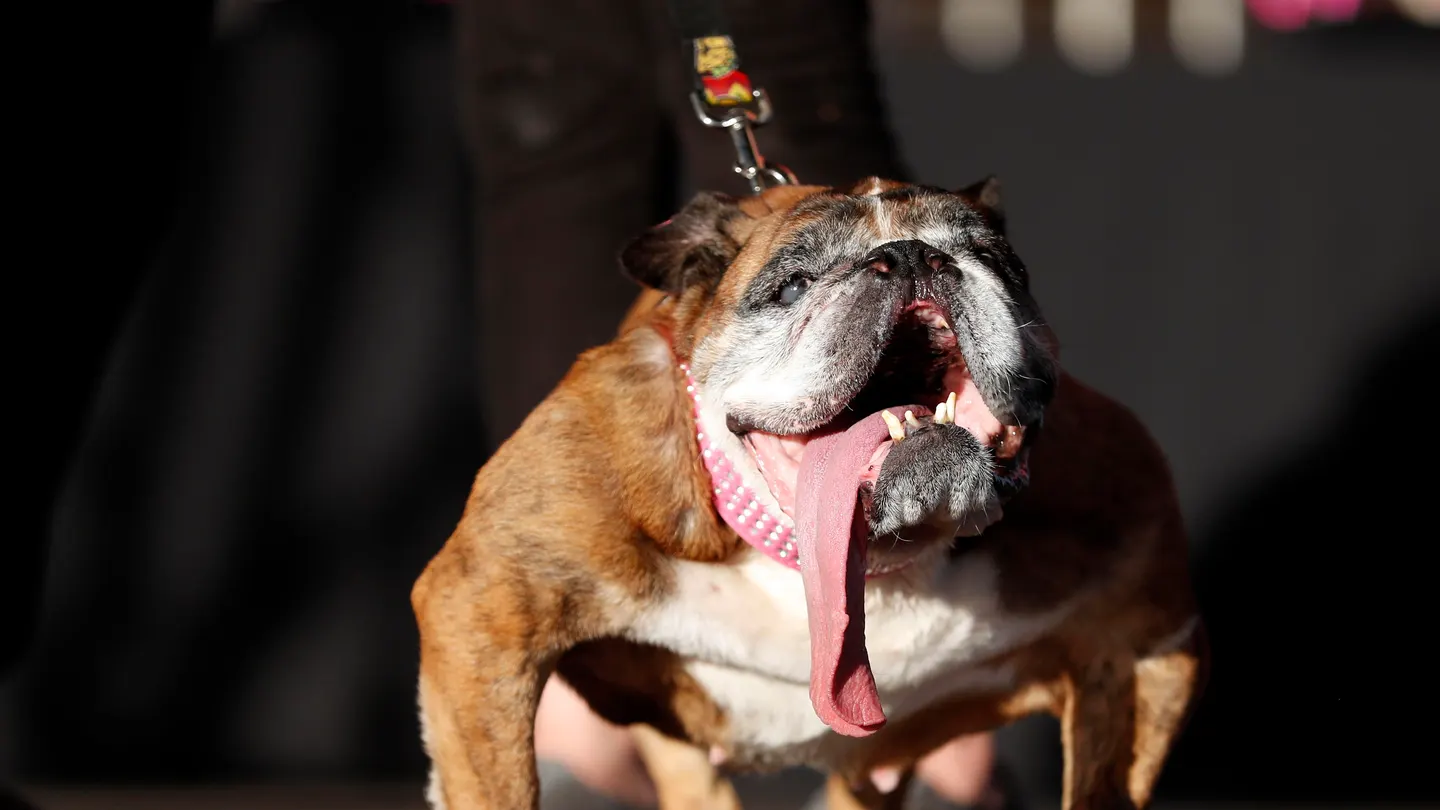 Zsa Zsa, la ganadora del concurso Concurso de perros más feos del mundo