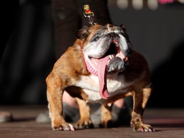Zsa Zsa, la ganadora del concurso Zsa Zsa, la ganadora del concurso