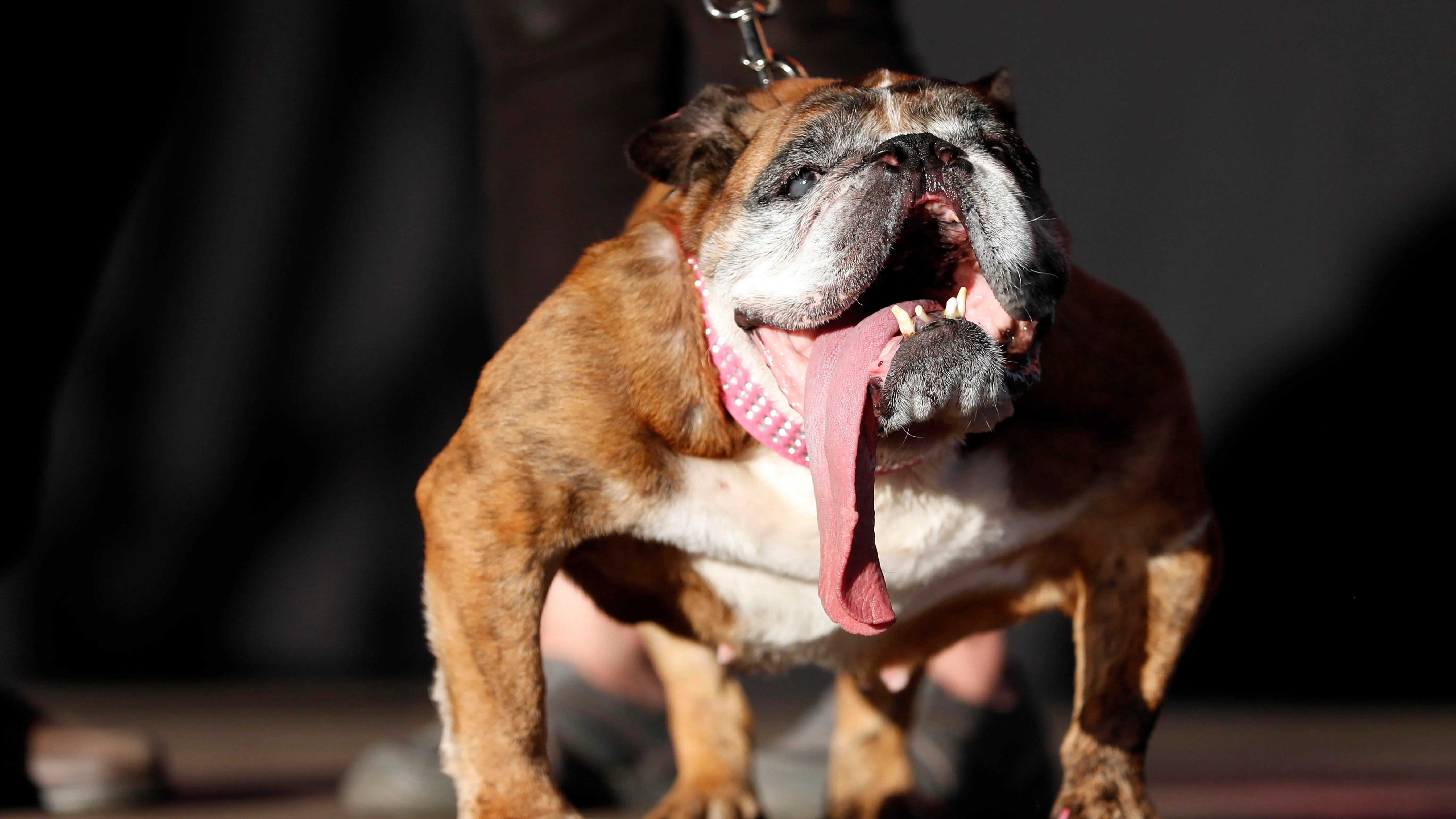 Concurso de perros más feos del mundo