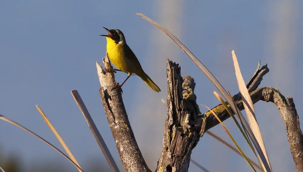 Los individuos de algunas especies de aves cantoras respetan los turnos para entonar su melodía