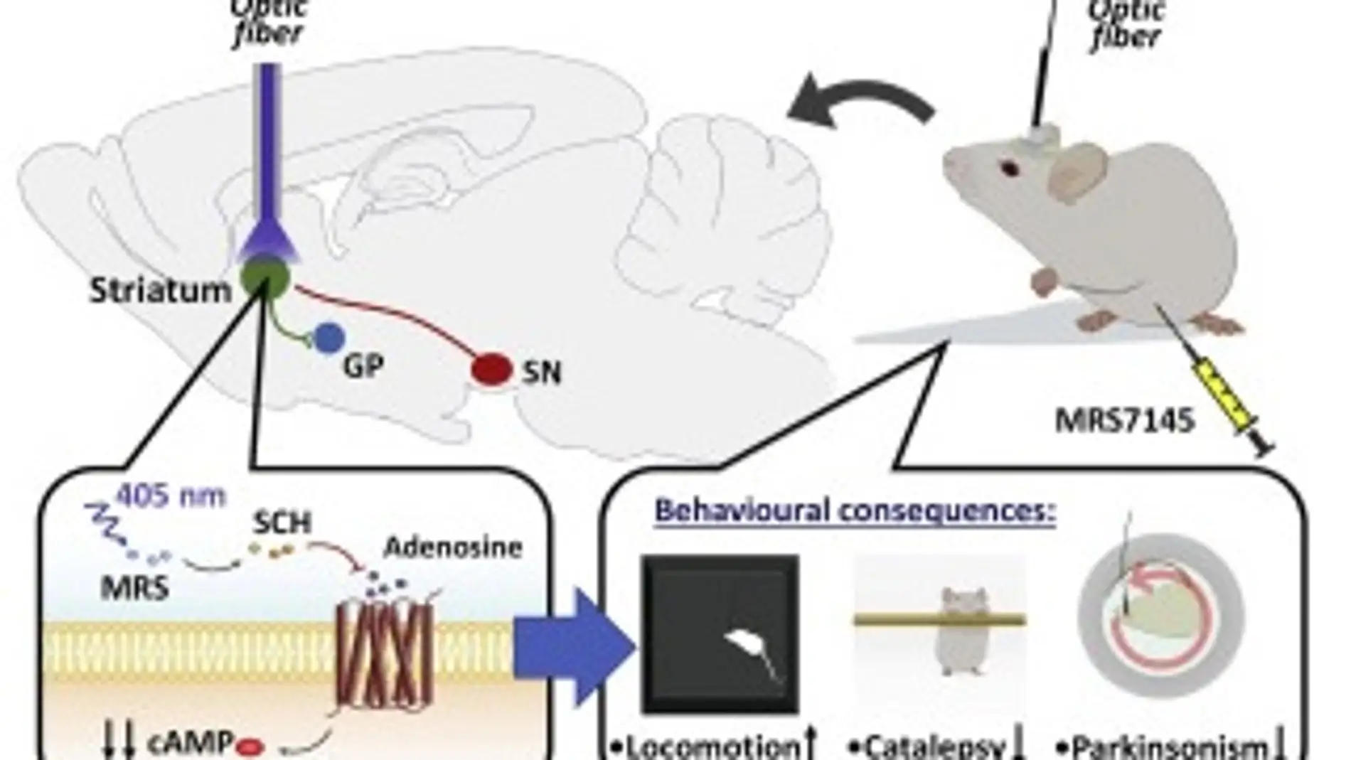 El fotofármaco MRS7145 es efectivo en modelos animales de la enfermedad, según la investigación publicada en la revista Journal of Controlled Release.