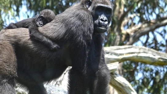 Mbeli, una bebé gorila de 11 meses nacida en BIOPARC Mbeli, una bebé gorila de 11 meses nacida en BIOPARC
