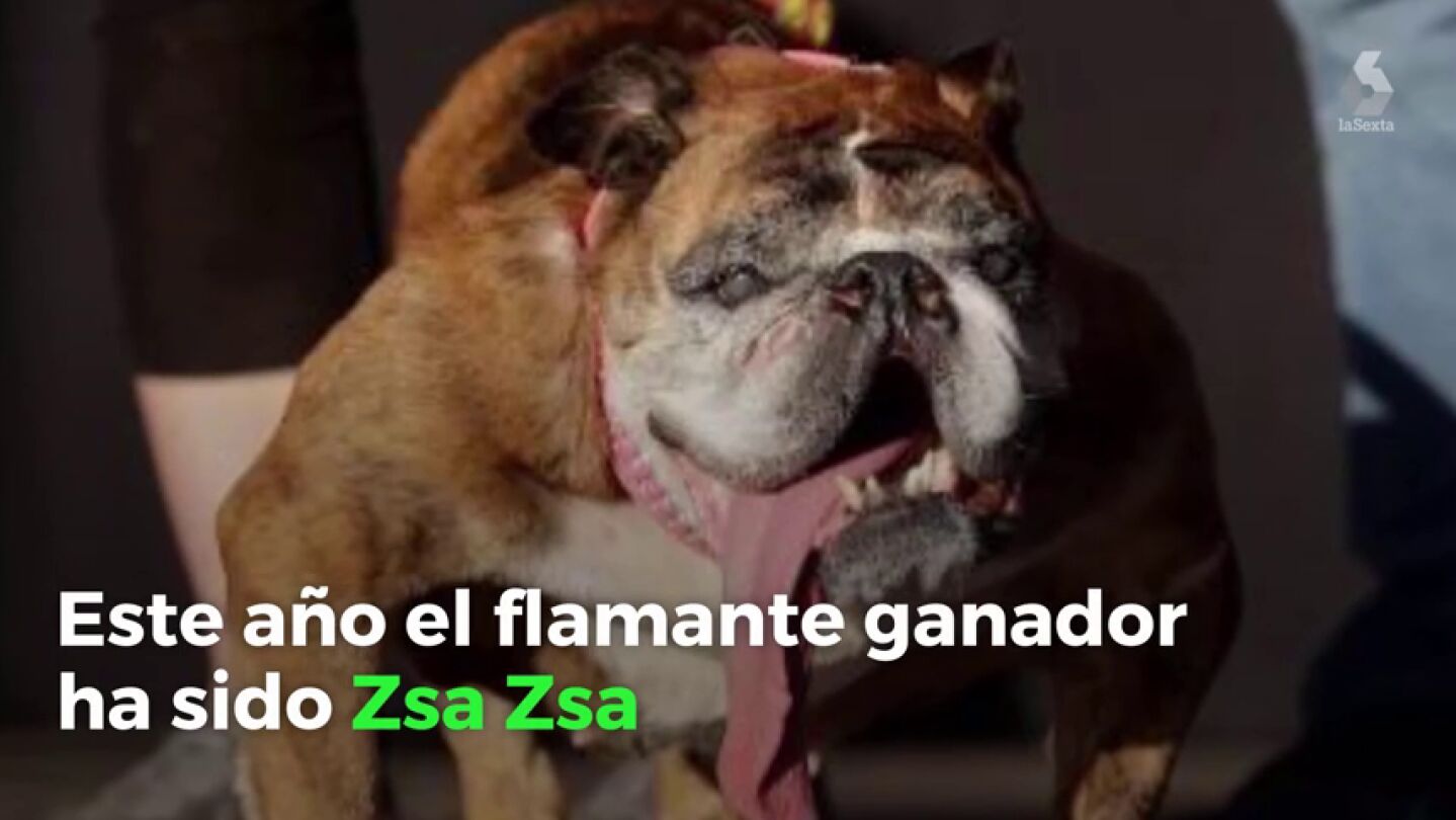 El concurso de perros m&aacute;s feos del mundo: el ganador ha sido Zsa Zsa, un bulldog ingl&eacute;s