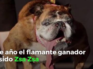 El concurso de perros más feos del mundo: el ganador ha sido Zsa Zsa, un bulldog inglés El concurso de perros más feos del mundo: el ganador ha sido Zsa Zsa, un bulldog inglés