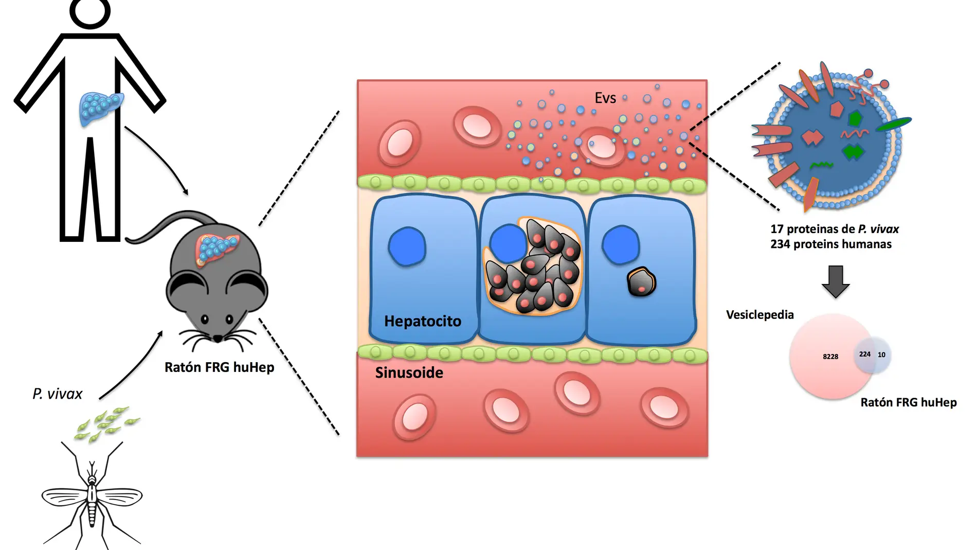 Infección de Plasmodium vivax en ratones humanizados