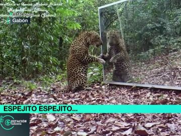 Leopardo frente a un espejo Leopardo frente a un espejo