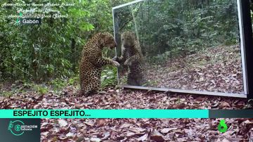 Leopardo frente a un espejo