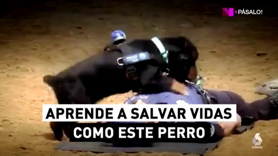 El perro que sabe hacer una reanimación cardiopulmonar (RCP): ¿sabes tú? El perro que sabe hacer una reanimación cardiopulmonar (RCP): ¿sabes tú?