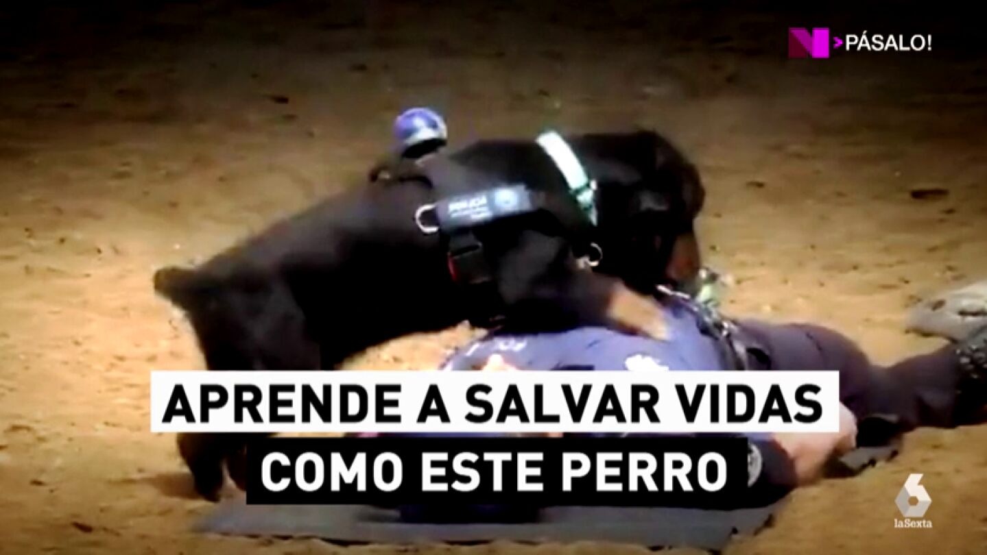 El perro que sabe hacer una reanimaci&oacute;n cardiopulmonar (RCP): &iquest;sabes t&uacute;?