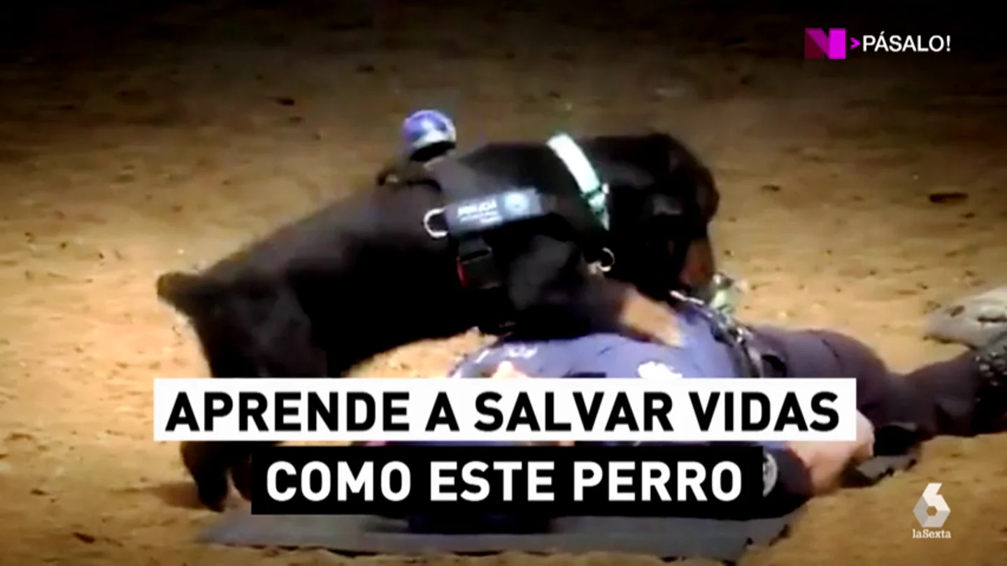 El perro que sabe hacer una reanimación cardiopulmonar (RCP): ¿sabes tú? El perro que sabe hacer una reanimación cardiopulmonar (RCP): ¿sabes tú?