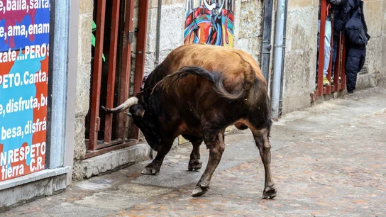 Imagen de archivo de un toro durante un encierro Imagen de archivo de un toro durante un encierro