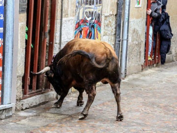 Imagen de archivo de un toro durante un encierro Imagen de archivo de un toro durante un encierro