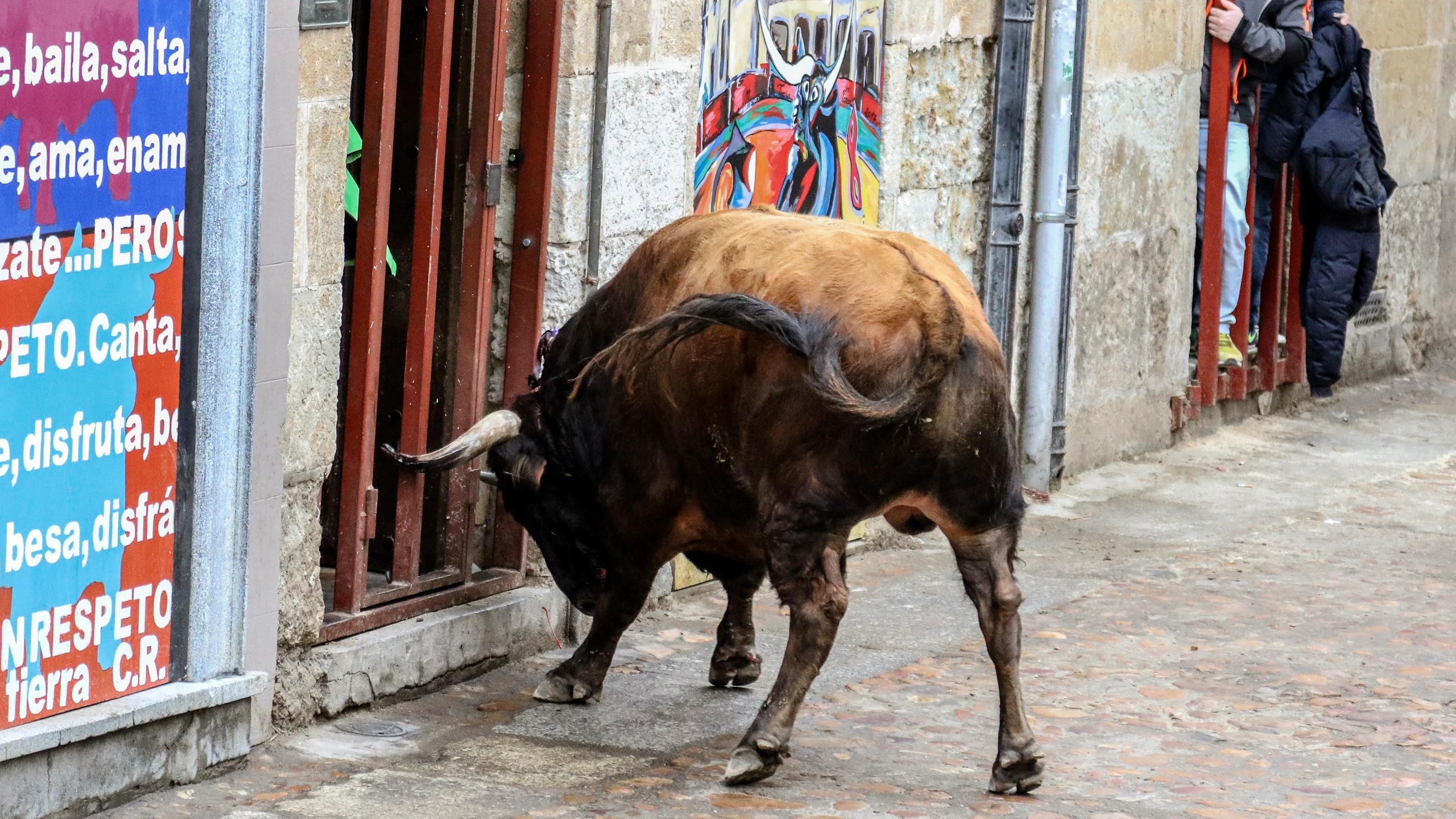 Imagen de archivo de un toro durante un encierro Imagen de archivo de un toro durante un encierro