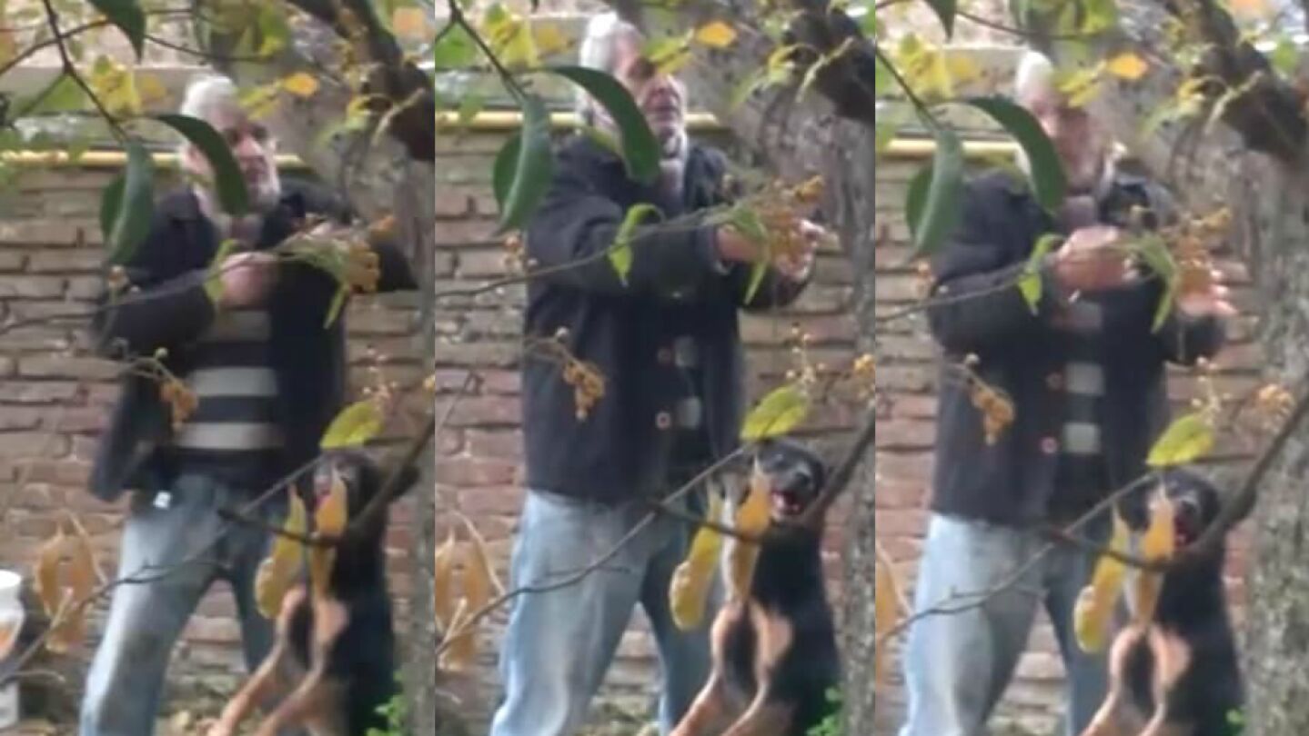 Un hombre ahorcando a su perro.