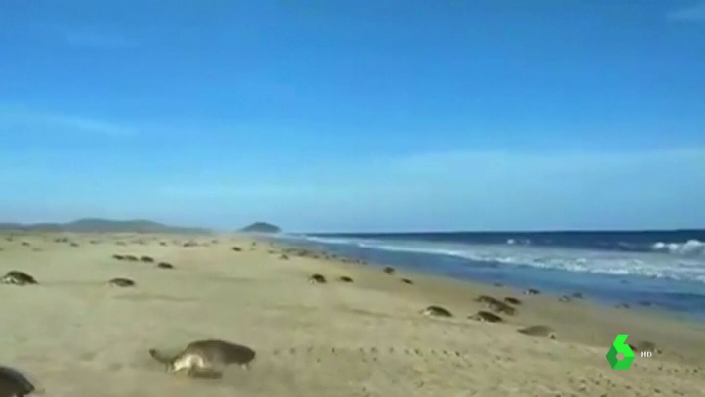 Temporada de anidaci&oacute;n de tortugas marinas en la costa de Oaxaca, M&eacute;xico