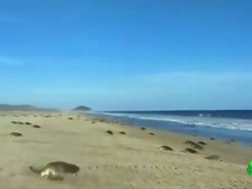 Temporada de anidación de tortugas marinas en la costa de Oaxaca, México