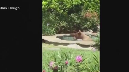 Un oso se cuela en una casa de California, se da un ba&ntilde;o en el jacuzzi y se bebe un margarita