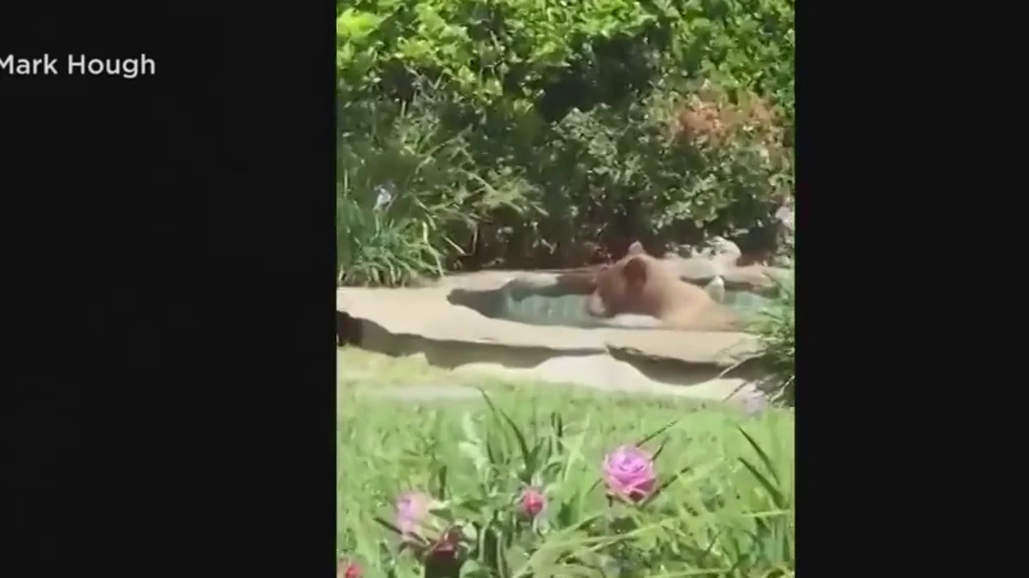 Un oso se cuela en una casa de California, se da un baño en el jacuzzi y se bebe un margarita Un oso se cuela en una casa de California, se da un baño en el jacuzzi y se bebe un margarita