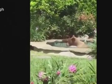 Un oso se cuela en una casa de California, se da un baño en el jacuzzi y se bebe un margarita Un oso se cuela en una casa de California, se da un baño en el jacuzzi y se bebe un margarita