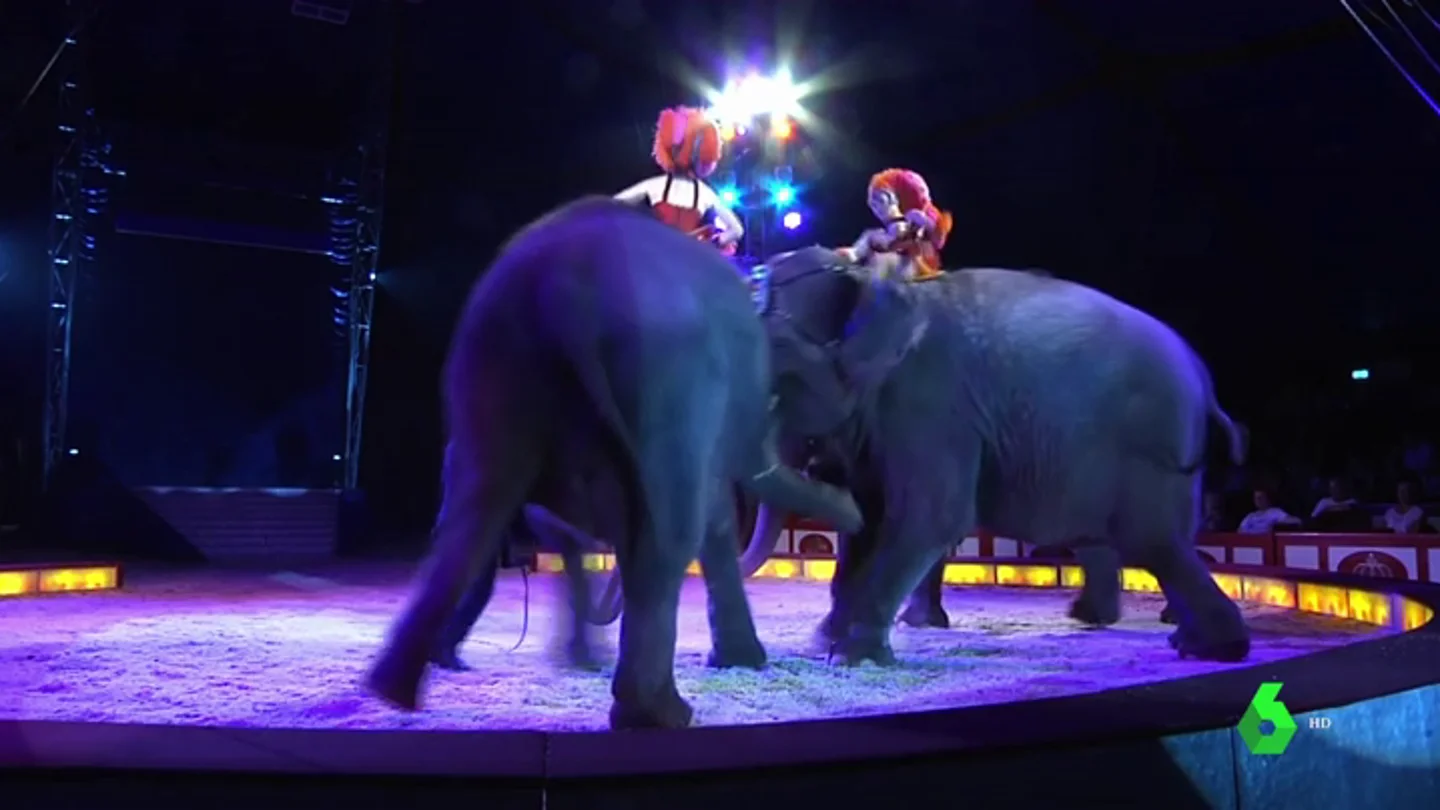 Elefante embiste a otro elefante Elefante embiste a otro elefante