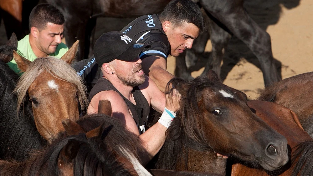 En Sabucedo, Pontevedra, se celebra la tradicional 'A Rapa Das Bestes'