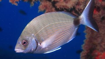 Los peces se vuelven mas timidos por la pesca submarina